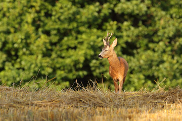 Sarna europejska (Capreolus capreolus) roe deer © Bartosz Rakoczy