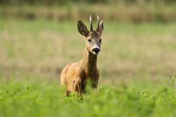 Sarna europejska (Capreolus capreolus) roe deer © Bartosz Rakoczy
