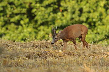 Sarna europejska (Capreolus capreolus) roe deer © Bartosz Rakoczy