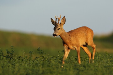 Sarna europejska (Capreolus capreolus) roe deer © Bartosz Rakoczy
