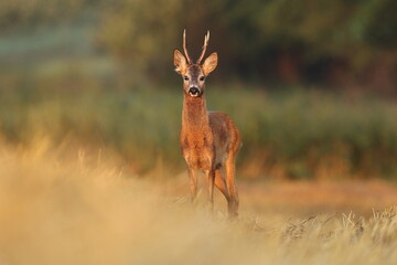 Sarna europejska (Capreolus capreolus) roe deer © Bartosz Rakoczy