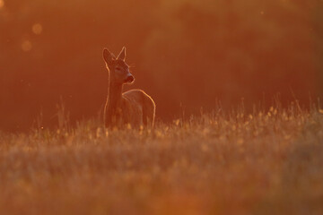 Sarna europejska (Capreolus capreolus) roe deer © Bartosz Rakoczy
