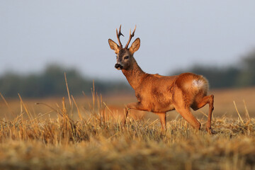 Sarna europejska (Capreolus capreolus) roe deer © Bartosz Rakoczy