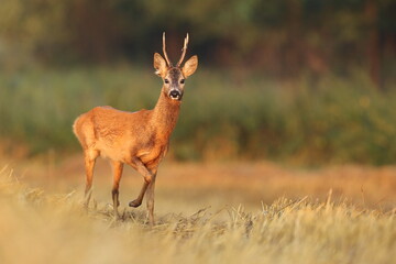 Sarna europejska (Capreolus capreolus) roe deer © Bartosz Rakoczy