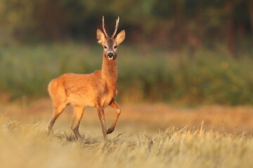 Sarna europejska (Capreolus capreolus) roe deer © Bartosz Rakoczy