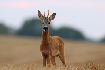 Sarna europejska (Capreolus capreolus) roe deer © Bartosz Rakoczy