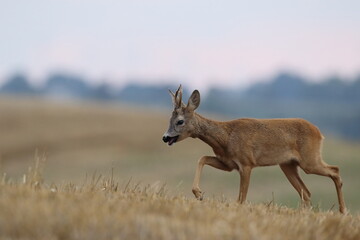 Sarna europejska (Capreolus capreolus) roe deer