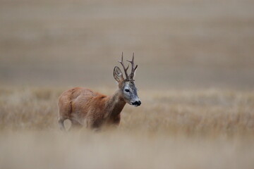Sarna europejska (Capreolus capreolus) roe deer © Bartosz Rakoczy