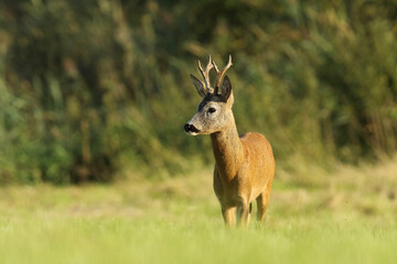 Sarna europejska (Capreolus capreolus) roe deer © Bartosz Rakoczy