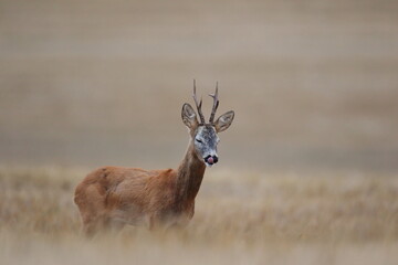 Sarna europejska (Capreolus capreolus) roe deer © Bartosz Rakoczy