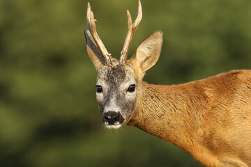 Sarna europejska (Capreolus capreolus) roe deer © Bartosz Rakoczy