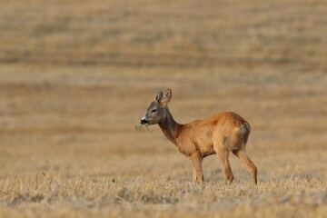 Sarna europejska (Capreolus capreolus) roe deer © Bartosz Rakoczy