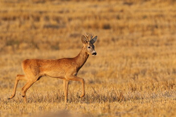 Sarna europejska (Capreolus capreolus) roe deer © Bartosz Rakoczy