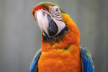 Portrait of a colorful Macaw