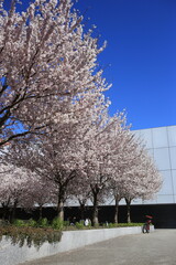 cherry blossom in spring