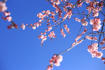 Sakura blossom