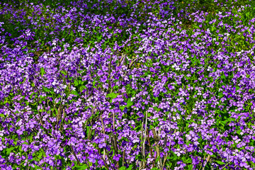 Naklejka premium 一面のムラサキハナナ