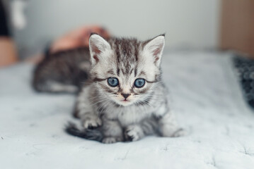 Adorable fluffy small light grey domestic fold British kitten sit on grey soft sofa at home.