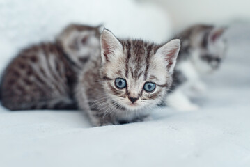 Adorable fluffy small light grey domestic fold British kitten sit on grey soft sofa at home.