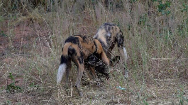 Victoria Falls, Zimbabwe - April 12, 2025: Two Lycaons on a road near Victoria Falls in Zimbabwe