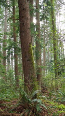Minnekhada Regional Park in BC, CANADA