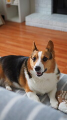 The Corgi is indoors