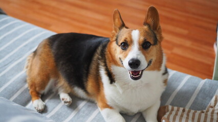The Corgi is indoors