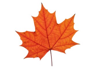 Fototapeta premium Autumn maple leaf vibrant color isolated foliage closeup view isolated on white background