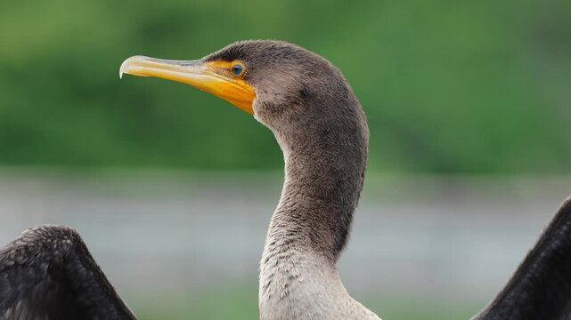 cormorant