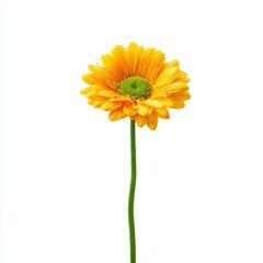 Yellow gerbera daisy flower isolated on white background 
