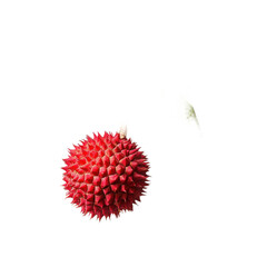 Red durian fruit close up shot on transparent background