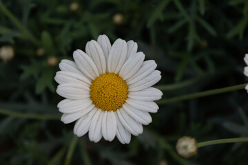 Obraz premium Close-Up of a Single White Daisy Flower in Bloom
