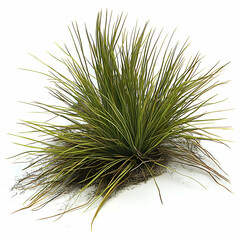 Spinifex grass on sand dune, isolated.  Use landscaping design