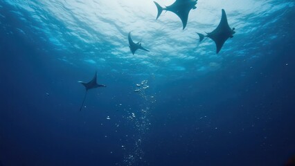 Underwater scene of four whale sharks swimming in a pod through the ocean, with the sunlight streaming from above.