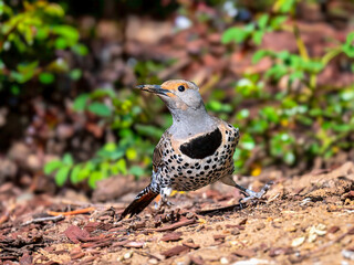 A Northern Flicker (Colaptes auratus) stands alert on the ground at the edge of a garden bed