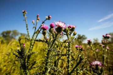 A beautiful display of purple thistle flowers thrives against the backdrop of a blue sky. The wildflowers add a touch of natural beauty to the scene.
