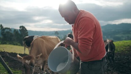 milking by hand organic like in the old days cows cow fresh natural