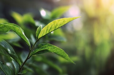 Fototapeta premium Close Up of Green Leaves with Sunlit Blurred Background Nature