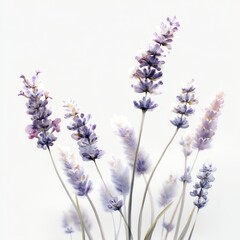 Naklejka premium botanical watercolor painting of lavender flowers in soft purple tones, elegant composition on white background