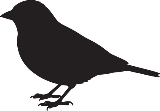 Brambling Silhouette &ndash; Minimal Vector Illustration on White Background