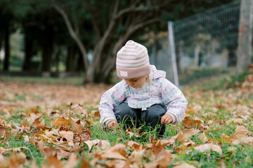 Little girl is squatting on the lawn and sorting through the fallen leaves