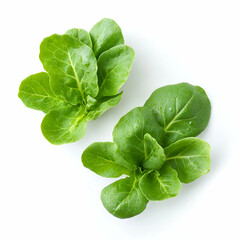 Fototapeta premium Fresh green lettuce leaves, overhead view, white background, food recipe