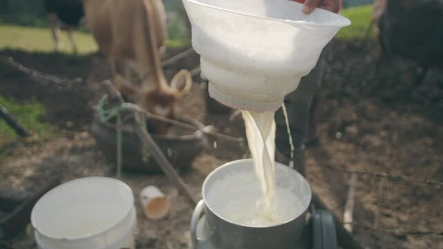 milk organic milking cow cows field freshly milked by hand