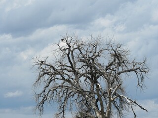 Two bald eagles perched on a high tree branches, Colorado