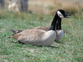 Canada goose by the lake in spring, Colorado