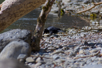 Moody scene: a sleek raven perched on weathered stones by a winding river, bathed in cool blues and grays that evoke nature’s serene mystique.