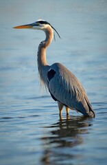 Fototapeta premium Blue Heron stands calmly in water with warm late afternoon sunlight. Majestic bird portrait captures stunning details. Wildlife photography. Beautiful reflections in water. Nature scene. Calm mood.