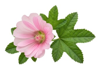 Isolated pink flower blossom with green leaves closeup view isolated on white background