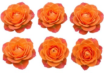 Orange rose blossoms floral design flower arrangement bloom isolated on white background
