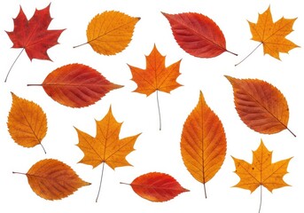 Naklejka premium Autumn foliage colorful leaves seasonal fall design element isolated on white background